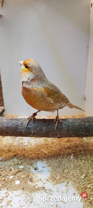 Sprzedam kanarki Ptaki Jeżowa