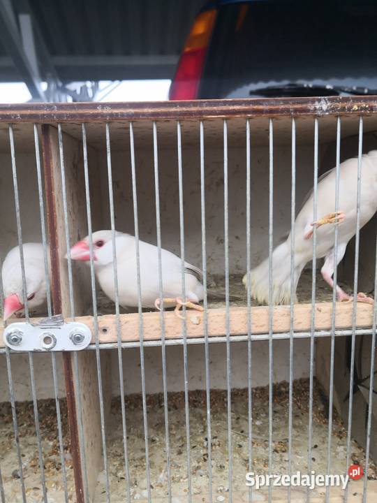 Sprzedam ryżowce Zgierz