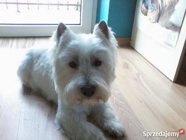 West Highland white terrier reproduktor śląskie