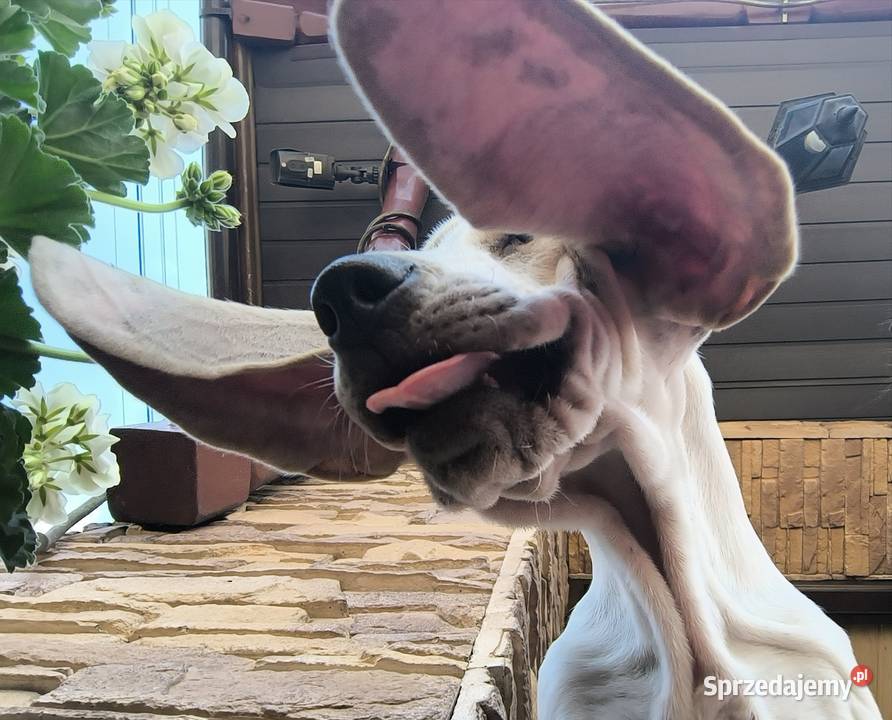 Szczeniak PORCELAINE FCI gończy z Francji Radzionków