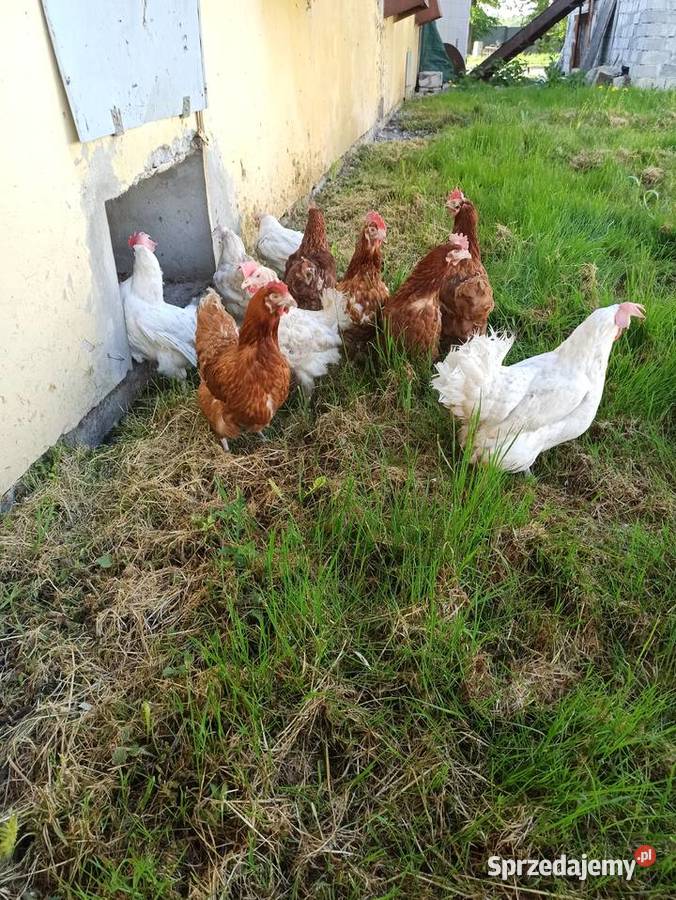 sprzedam kury nioski śląskie Golasowice sprzedam