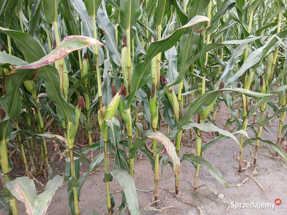 Sprzedam kukurydzę na kiszonkę Pozostałe sprzedam