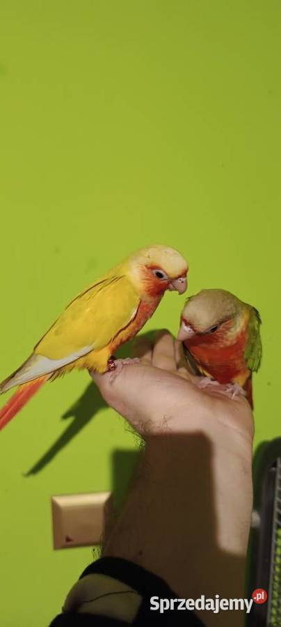 Ręcznie karmione rudosterki śląskie Tychy sprzedam