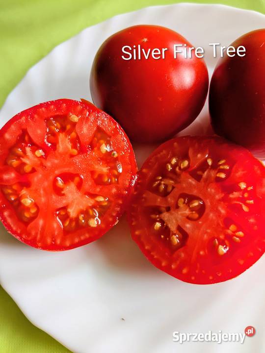 Rosyjski Pomidor niski Silver Fire Tree nasiona małopolskie Kraków