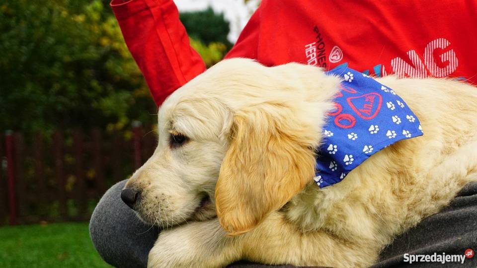 Golden Retriever rodowodowe ZKwP FCI goldeny