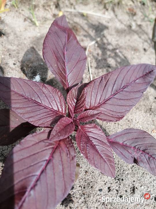 Szarłat prosty amarantusRoślina ogrodowakwiaty łódzkie Łódź sprzedam