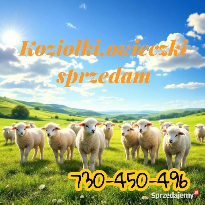 Kozy koziołki owce jagnięta 730450496 Lubomierz