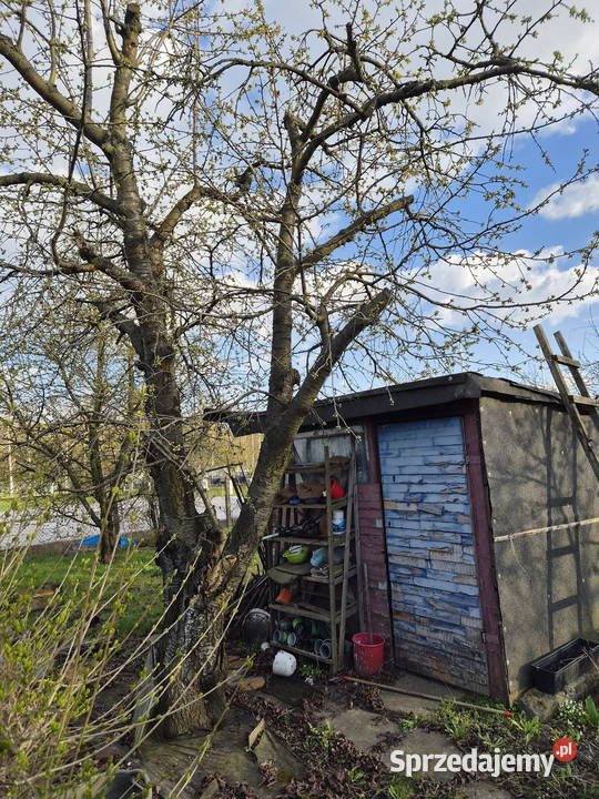 OGRÓDEK DZIAŁKOWY NA KLECINIE ROD PRZYJAŹŃ