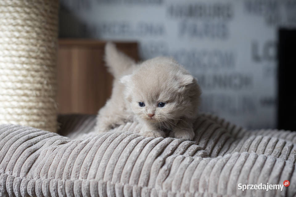 Brytyjski Długowłosy Kocur Długowłosy Płowy Kaźmierz sprzedam