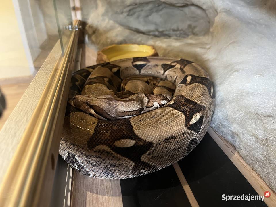 Boa Dusiciel terrarium Boa Constrictor Imperator