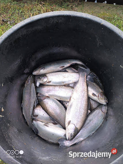 Pstrąg Tęczowy 16 HURT