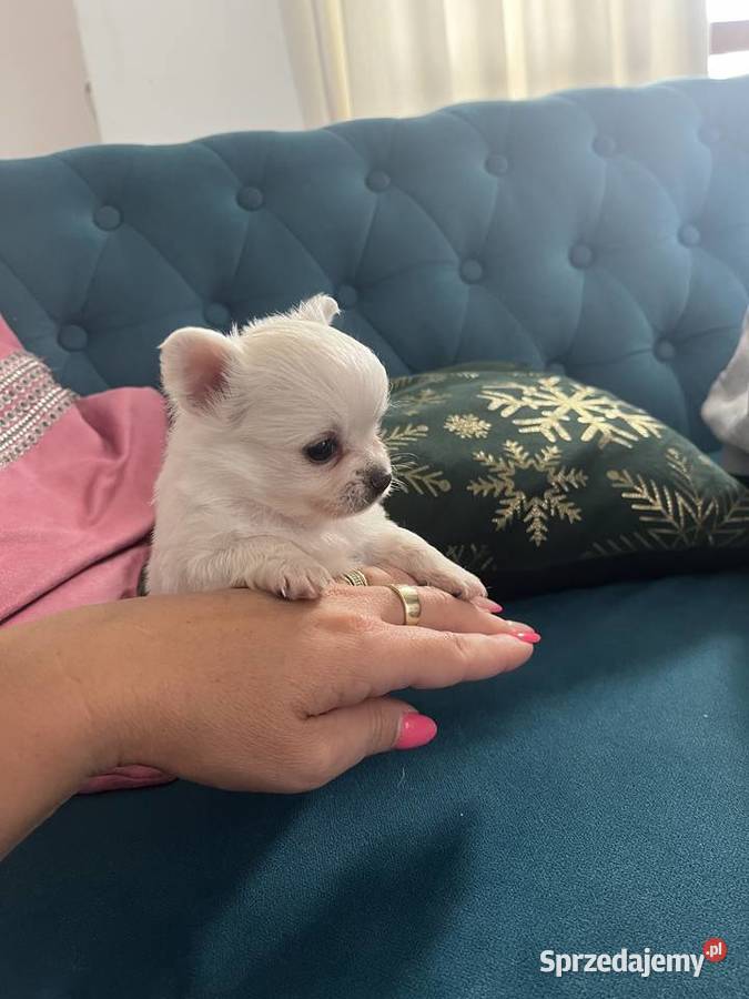 Chihuahua warmińsko-mazurskie
