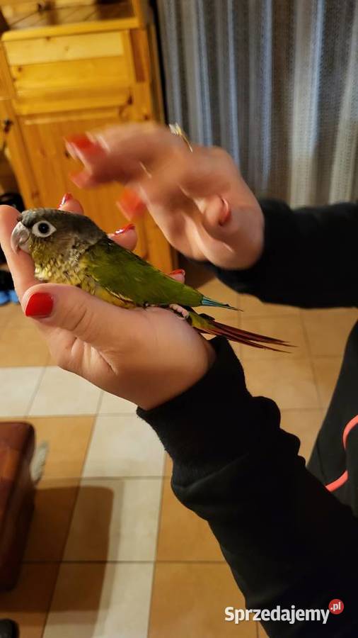 Rudosterka Ręcznie karmiona Sulbiny sprzedam
