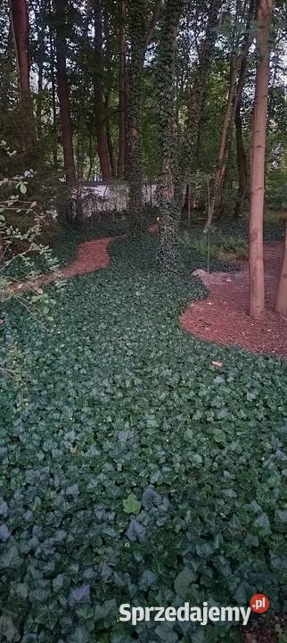 Regeneracja trawników nawodnienia cięcie Wołomin