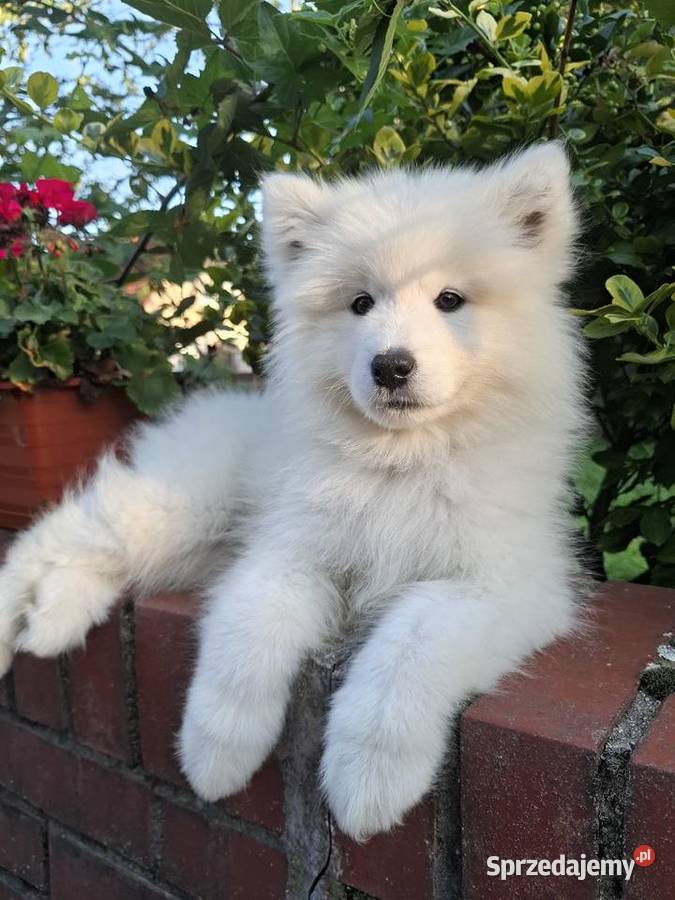 Samoyed szczenięta ZKWP FCI Pozostałe