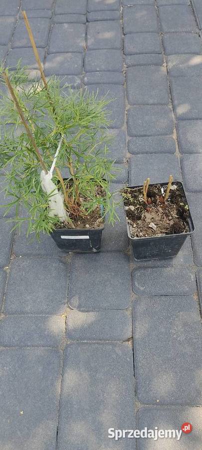 Paeonia tenuifolia delikatna Opole