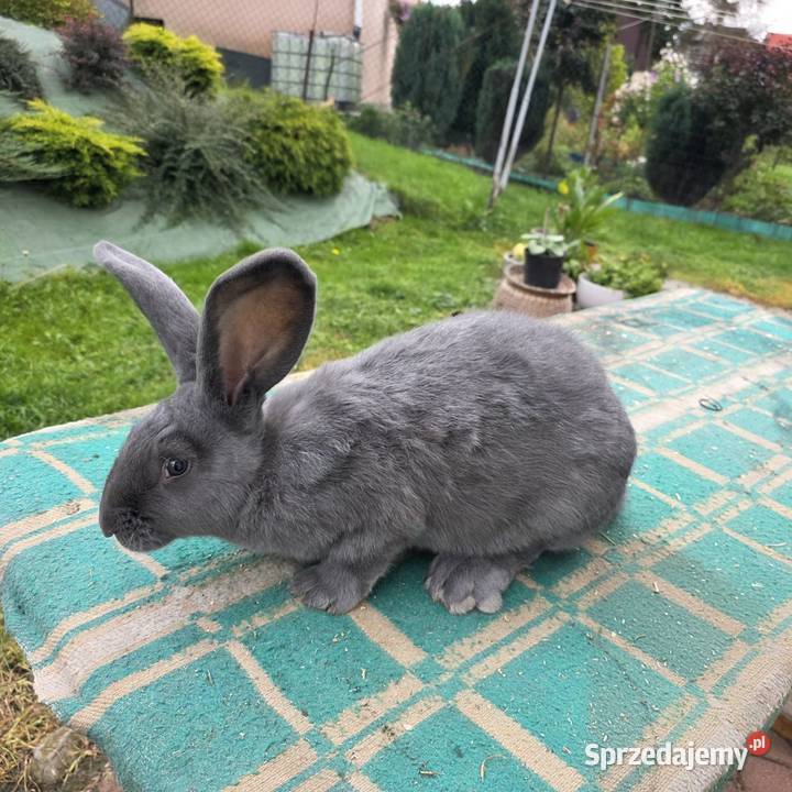 Sprzedam samice son bez rodowdu Łostówka