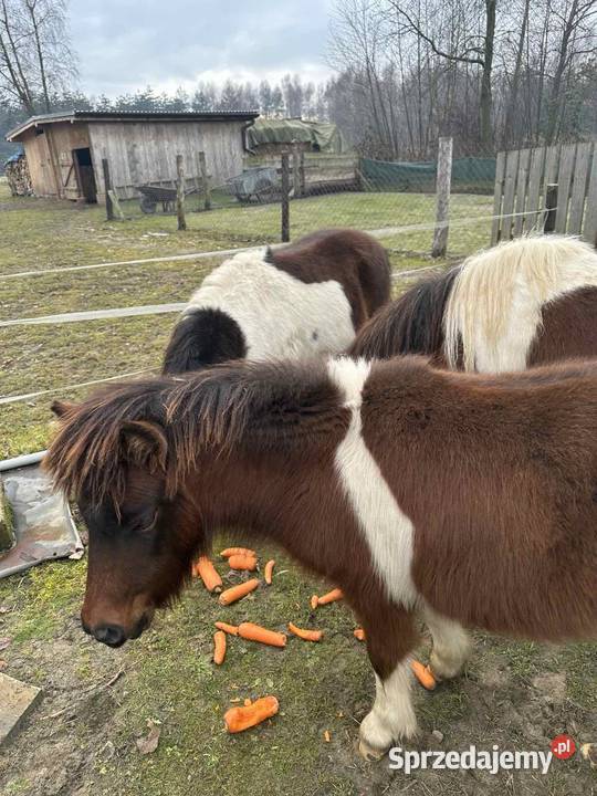 Kucyk Ogier na Sprzedaz Paszport zarejestrowany sprzedam