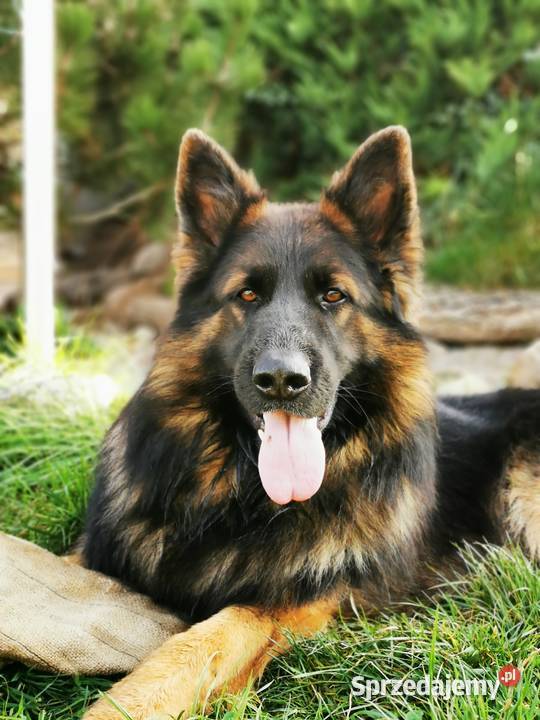 Owczarek niemiecki długowłosy wilczasty Owczarek kujawsko-pomorskie Zbiczno sprzedam