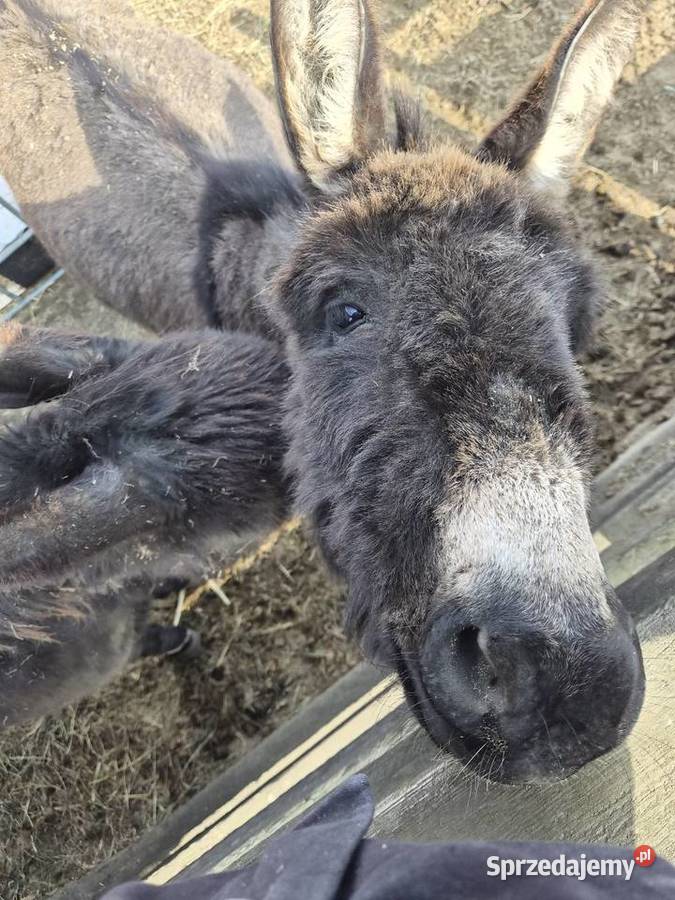 Sprzedam osła
