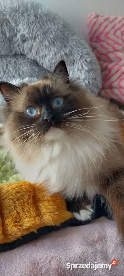 Kotka roczna ragdoll Wrocław sprzedam
