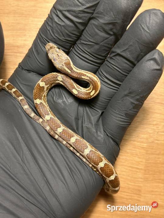 Wąż zbożowy Super masque śląskie Jaworzno