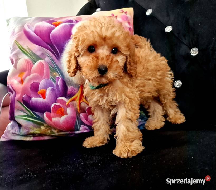Dziewczynka I chlopiec mini pudelki toy Jasło