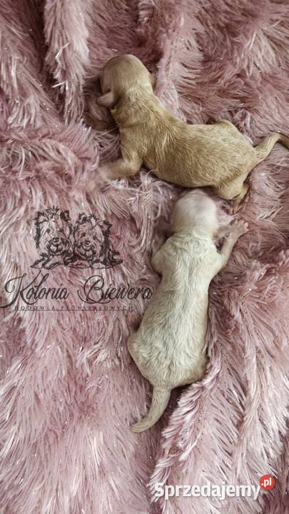 Pudel ToyMiniatura rodzice pakiet badań łódzkie Sędziejowice