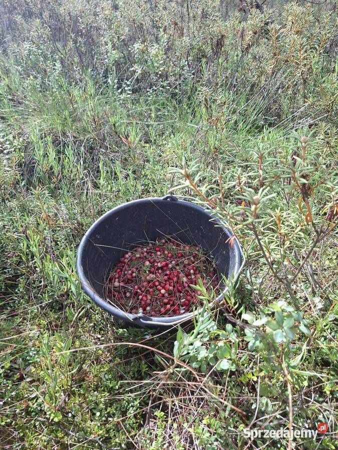 Żurawina bagiennaleśnabłotna litr Pozostałe Janów Lubelski