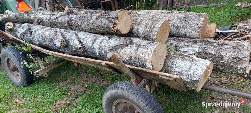 Brzoza kłoda pień klocek dłużyca drzewo drewno