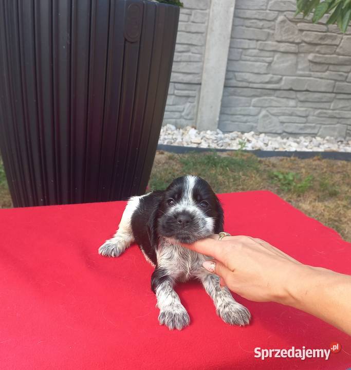 Cocker Spaniel Angielski Suczka wielkopolskie Jutrosin