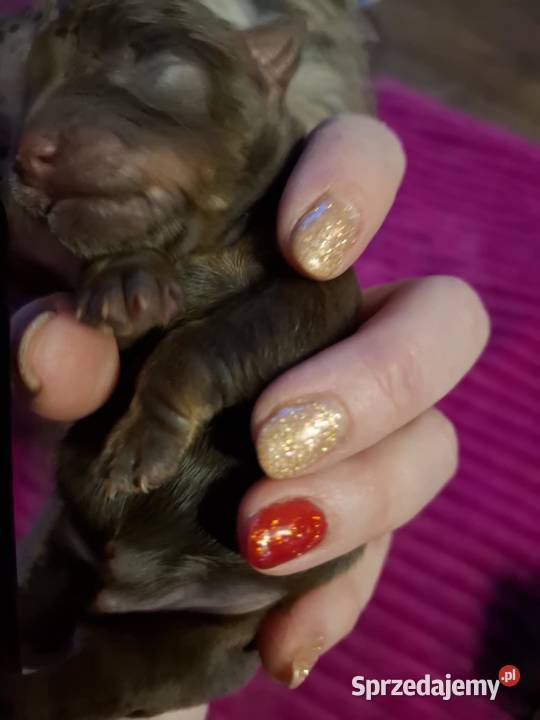 Yorkshire terrier czekoladowy Lublin