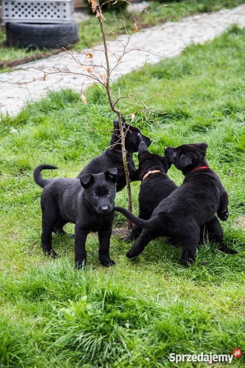 Owczarki niemieckie czarne szczeniaki Kraków sprzedam
