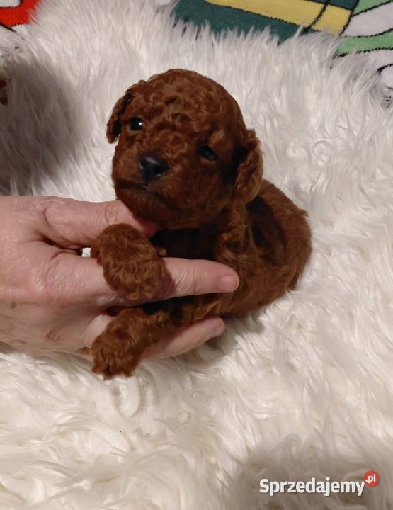 Pudel toy piesek red brown Wyszków sprzedam