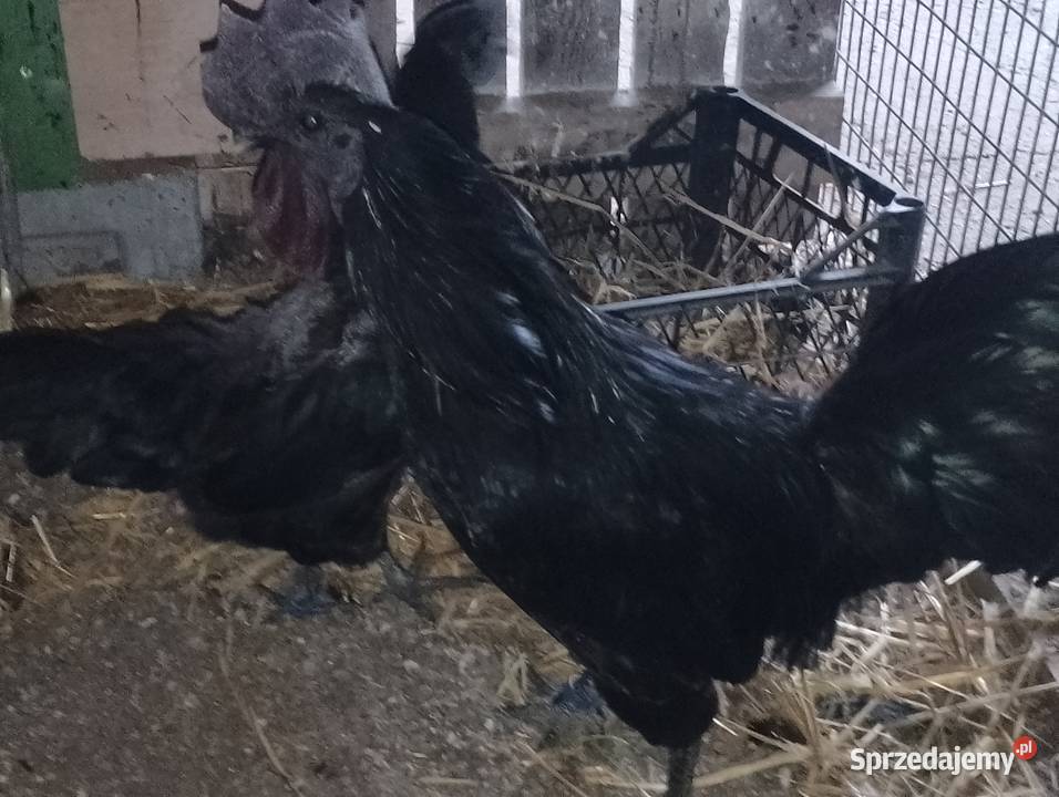 Kury ayam camani wielkopolskie Dubin