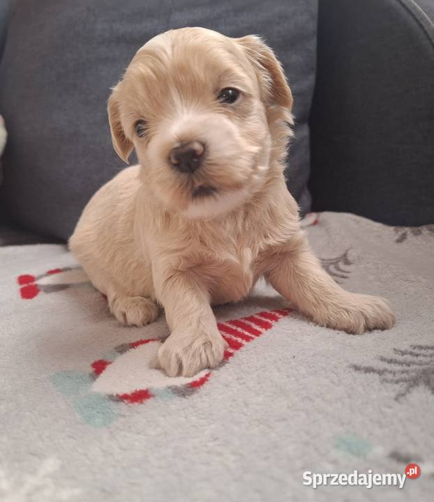 Maltipoo piesek suczka pudel miniaturowy Rzeszów sprzedam