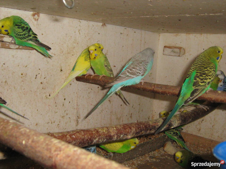 Sprzedam papugi faliste lubelskie Zamość sprzedam