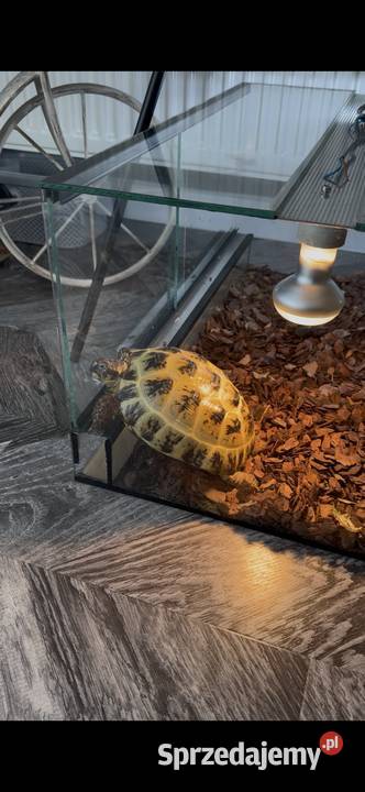 Żółw stepowy 3 letni z terrarium Gady i płazy śląskie Gliwice