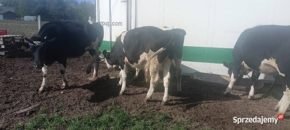 Jałówki hf wysokocielna świętokrzyskie sprzedam