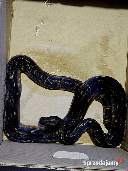 Boa dusiciel odmiana IMG Poznań