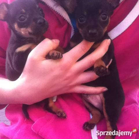 Ratlerki oddam mazowieckie Warszawa sprzedam