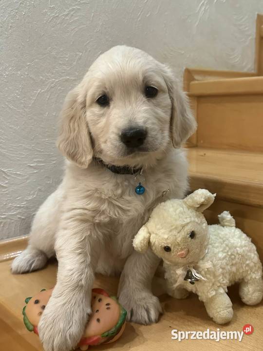 Golden Retriever biszkoptowy piesek Bueno Psy Olsza