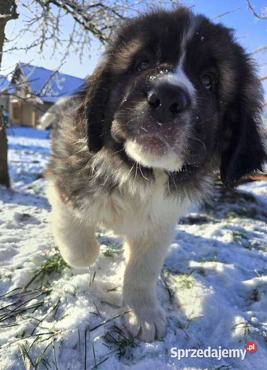 MASTIF PIRENEJSKI ZKWP FCI Arentowo