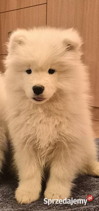 Samoyedsamojed małopolskie Miechów