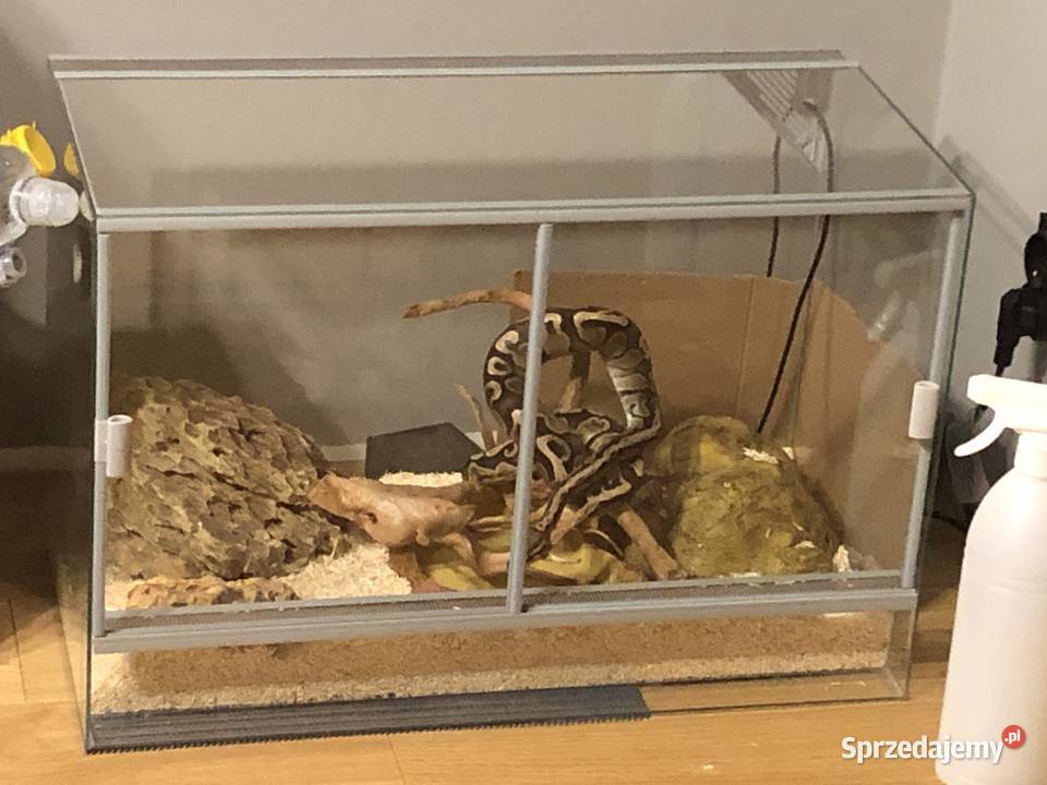 Pyton Królewski 10 GHI Het Clown Biała Podlaska