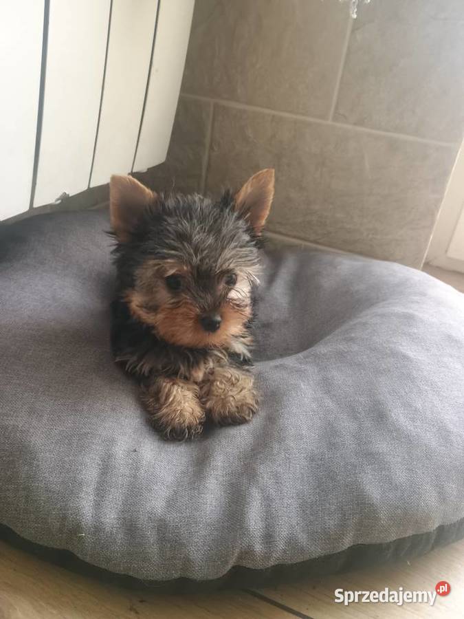 Yorkshire terrier mini piesek York Radziejów