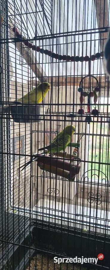 Sprzedam parkę papug falistych Włóki