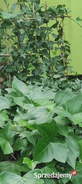 Duży bluszcz Hedera Helix WIELKOLISTNY Jasieniec