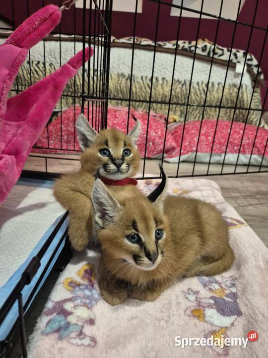 Karakal stepowy caracal młode koty łagodne