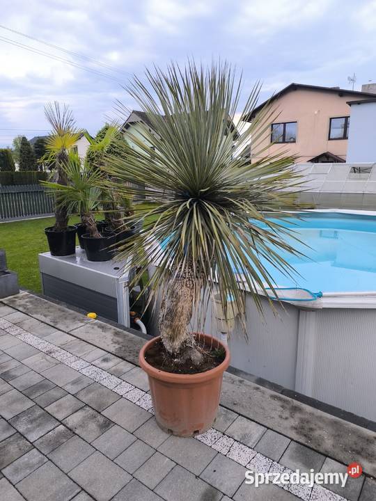 palma yucca rostrata Pszczyna
